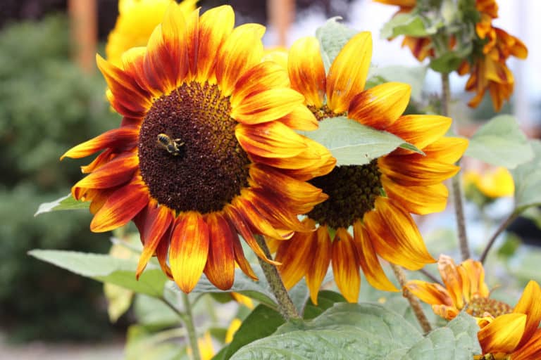 12 Vinegar Hacks You'll Wish You'd Known Sooner